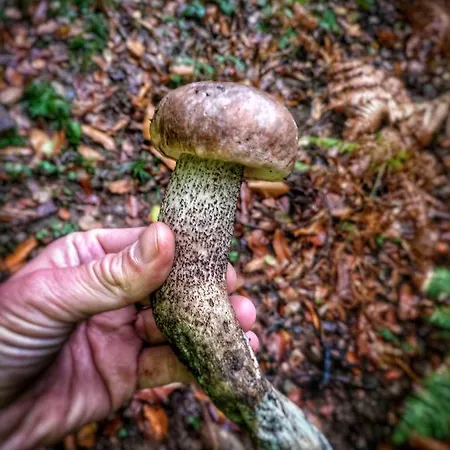 Masia Mediterranian Ca L'isidre Torrent * Sant Cebrià de Vallalta